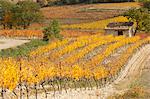 Vineyard in autumn, Provence, France