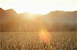 Sunlit wheat field, Premosello, Verbania, Piemonte, Italy