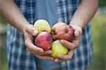 Hands of young male farmer holding apples, Premosello, Verbania, Piemonte, Italy