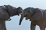 Two african elephants fighting, Etosha National Park, Namibia