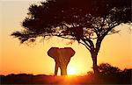 Silhouetted african elephant at sunset, Etosha National Park, Namibia