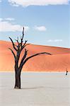 Dead tree on clay pan, Deaddvlei, Sossusvlei National Park, Namibia