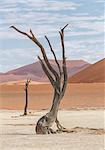 Dead tree, clay pan and sand dunes, Deaddvlei, Sossusvlei National Park, Namibia