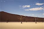 Dead trees on clay pan, Deaddvlei, Sossusvlei National Park, Namibia