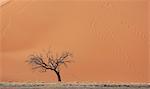 Dead tree in front of giant sand dune, Sossusvlei National Park, Namibia