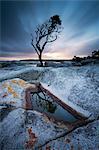 Tasmania, Australia. Single tree reflected in water pool at Bay of Fires, at sunrise