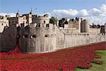 UK, England, London. Blood Swept Lands and Seas of Red, a major art installation at the Tower of London, marking one hundred years since the first full day of Britain's involvement in the First World War.