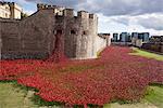 UK, England, London. Blood Swept Lands and Seas of Red, a major art installation at the Tower of London, marking one hundred years since the first full day of Britain's involvement in the First World War.
