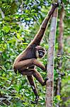 Indonesia, Central Kalimatan, Tanjung Puting National Park. A Bornean white-bearded Gibbon.