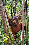 Indonesia, Central Kalimatan, Tanjung Puting National Park. A male Orangutan with his mouth open wide.