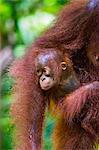 Indonesia, Central Kalimatan, Tanjung Puting National Park. A baby Bornean Orangutan under its mother s arm.