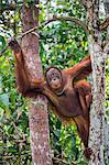 Indonesia, Central Kalimatan, Tanjung Puting National Park. A female Bornean Orangutan climbing a tree.