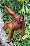 Indonesia, Central Kalimatan, Tanjung Puting National Park. A young Bornean Orangutan climbing a tree.