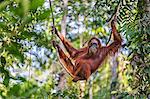 Indonesia, Central Kalimatan, Tanjung Puting National Park. A female Bornean Orangutan relaxing on a liana hanging from a tree.