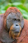 Indonesia, Central Kalimatan, Tanjung Puting National Park. A male Bornean Orangutan with distinctive cheek pads.