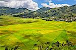 Indonesia, Flores Island, Cancar. The attractive Spider s Web rice paddies near Ruteng.