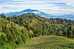 Indonesia, Java, Nongkogagar, Tengger massif. Intensive agriculture suits the rich volcanic soil of the Tengger Massif. This beautiful scene is looking towards the cluster of Malang volcanoes which lie beyond the massif.