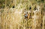 India, Rajasthan, Ranthambore. A young tiger cooling down in the heat of the day.