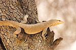 India, Rajasthan, Ranthambore. Monitor lizard climbing a tree.