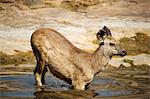 India, Rajasthan, Ranthambore. A young sambar deer cooling down in the heat of the day.