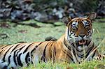 India, Rajasthan, Ranthambore. A tigress cooling off in the heat of the day.