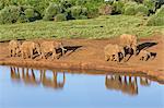 Kenya, Nyeri County, Aberdare National Park. A herd of African elephants come to drink at a waterhole in the Aberdare National Park in the late afternoon.