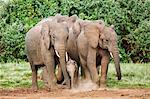 Kenya, Nyeri County, Aberdare National Park. A family of African elephants in the Aberdare National Park.