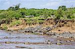 Kenya, Narok County, Masai Mara National Reserve. Zebras swim across the Mara River as Nile crocodiles lie in wait to grab the weakest.