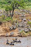 Kenya, Narok County, Masai Mara National Reserve. Zebras swim across the Mara River.