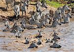 Kenya, Narok County, Masai Mara National Reserve.  Zebras swim across the Mara River.