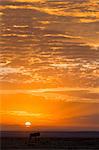 Kenya, Narok County, Masai Mara National Reserve. A lone Wildebeest on the plains of Masai Mara silhouetted against a brilliant sunset.