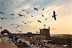 Fishermen and seagulls at twilight, in front of the 18th century South Bastion, Skala du Port. A Unesco World Heritage Site, Essaouira. Morocco