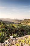 Oman, Nizwa. Western Hajar mountains, valley with date palms at sunrise (MR)