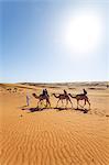 Oman, Wahiba Sands. Tourists riding camels in the desert (MR)