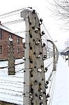 Europe, Eastern Europe, Poland, Auschwitz-Birkenau (German Nazi Concentration and Extermination Camp) Memorial and State Museum, barbed wire fences around the residential blocks