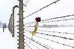 Europe, Eastern Europe, Poland, Auschwitz-Birkenau (German Nazi Concentration and Extermination Camp) Memorial and State Museum, a rose on the barbed wire fence outside the camp