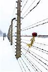 Europe, Eastern Europe, Poland, Auschwitz-Birkenau (German Nazi Concentration and Extermination Camp) Memorial and State Museum, a rose on the barbed wire fence outside the camp