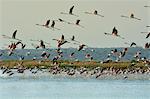 Flamingos (Phoenicopterus roseus) flying over the Sado Estuary Nature Reserve. Portugal