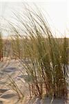 Dune Grass with warm Sunlight, Arcachon, Aquitaine, France