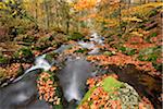 Landscape of a river (Keine Ohe) flowing through the forest in autumn, Bavarian Forest National Park, Bavaria, Germany