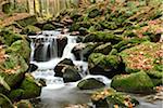 Landscape of a river (Kleine Ohe) flowing through the forest in autumn, Bavarian Forest National Park, Bavaria, Germany
