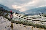 Vietnam, Sapa. Red Dao woman on rice paddies at sunrise (MR)