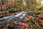 Landscape of a river (Kleine Ohe) flowing through the forest in autumn, Bavarian Forest National Park, Bavaria, Germany