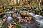 Landscape of a river (Kleine Ohe) flowing through the forest in autumn, Bavarian Forest National Park, Bavaria, Germany