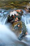 Close-up detail of rocks and autumn leaves with flowing waters of a river in autumn, Bavarian Forest National Park, Bavaria, Germany