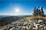 Scenic view of mountain top (Lusen) on a bright, sunny morning, Bavarian Forest National Park, Bavaria, Germany