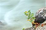 Close-up of goat willow (Salix caprea) shrub beside the flowing waters of Partnach Gorge in autumn, Upper Bavaria, Germany