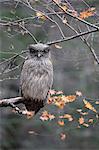 Blakistons Fish Owl