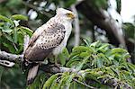 Crested Serpent Eagle