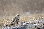 Falcon